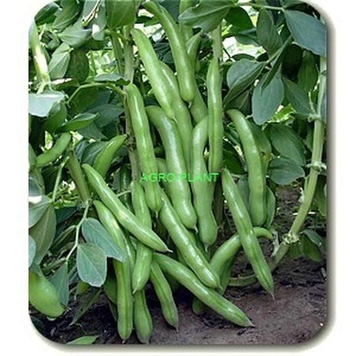 Czy bób tuczy? Odkrywamy prawdę w sporze o jego kaloryczność