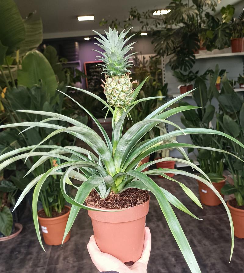 Ananasy i układ odpornościowy