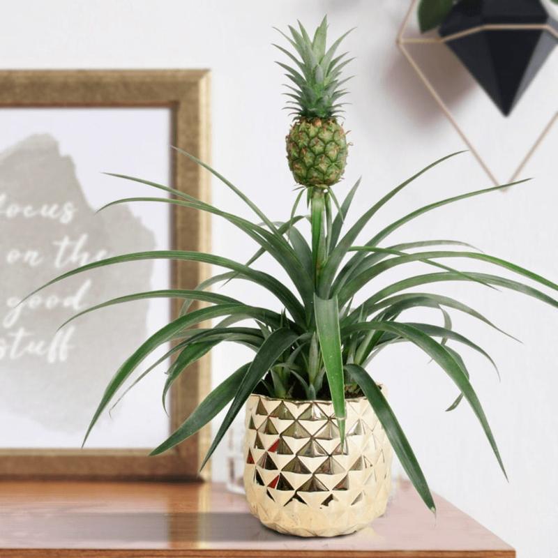 Zdrowotne właściwości ananasa