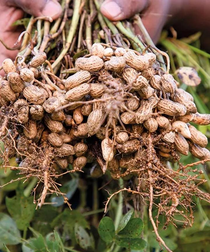 Orzeszki ziemne w diecie