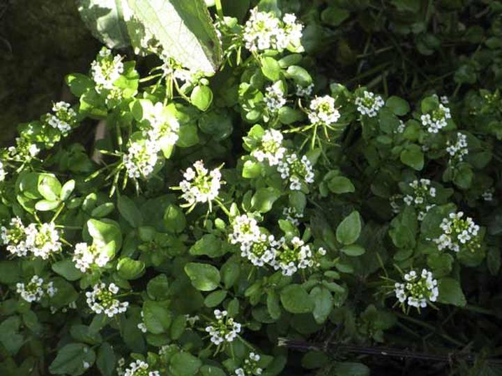 Właściwości zdrowotne rzeżuchy