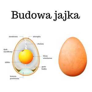 Ile białka zawiera jajko sadzone w 100 gramach? Odkryj fascynujące fakty!