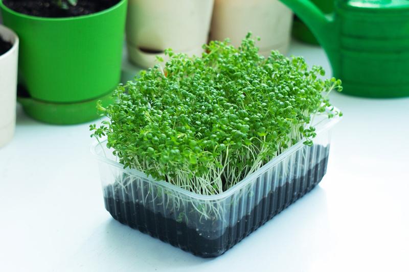 Rzezucha – odkryj witaminy i zdrowotne właściwości tej superzieleniny