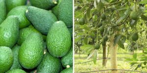 Jedz awokado bez obaw – sprawdzamy, czy tuczy to fakt czy mit