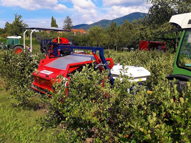 Odkryj, jakie witaminy kryje aronia i jakie ma właściwości zdrowotne