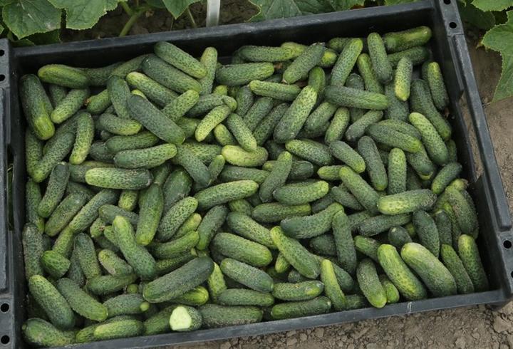 Właściwości zdrowotne ogórka