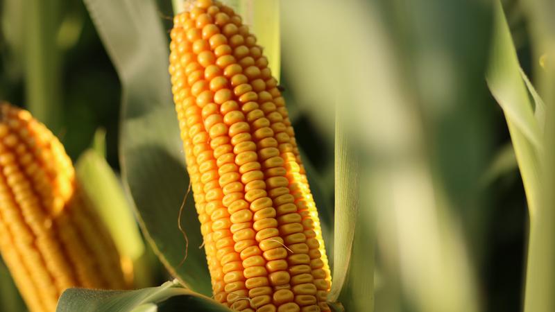 Ile kcal ma kukurydza kolba? Odkrywamy kaloryczność ulubionej przekąski!
