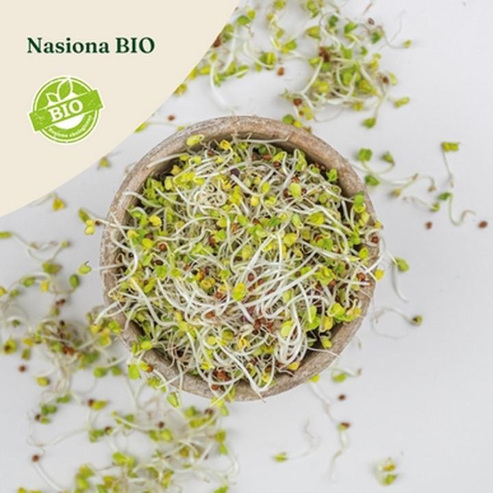 Korzyści z regularnego jedzenia kiełków