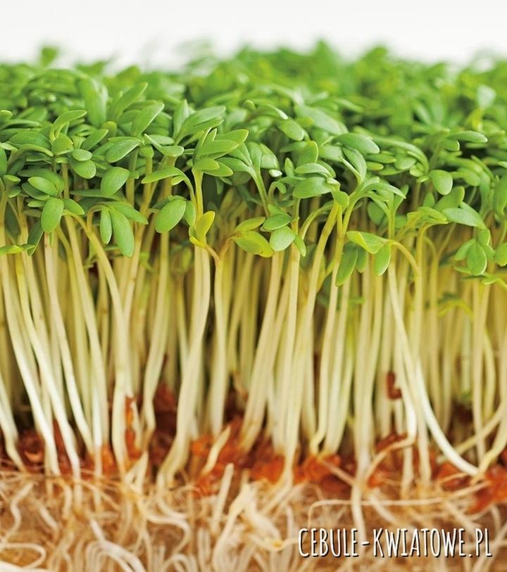 Zdrowe odżywianie i superżywność