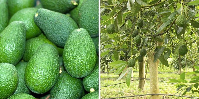 Awokado jako superfood