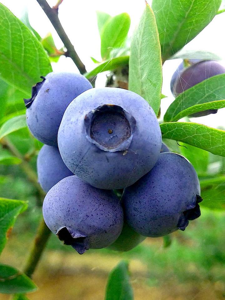 Właściwości zdrowotne borówek