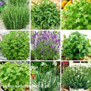 Alternatywy dla majeranku – czym zastąpić ten aromatyczny składnik w kuchni?