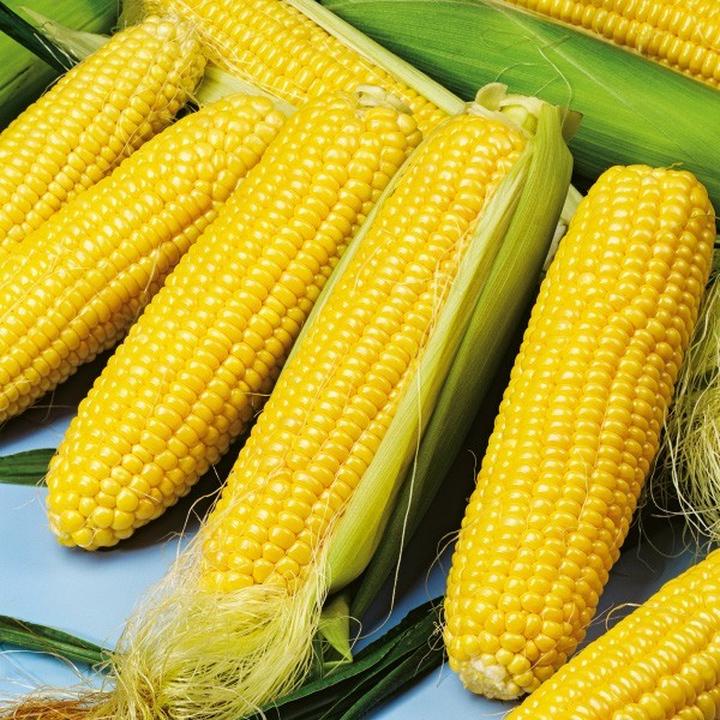 Kukurydza na talerzu: Ile białka ma w 100 g tego zdrowego zboża?