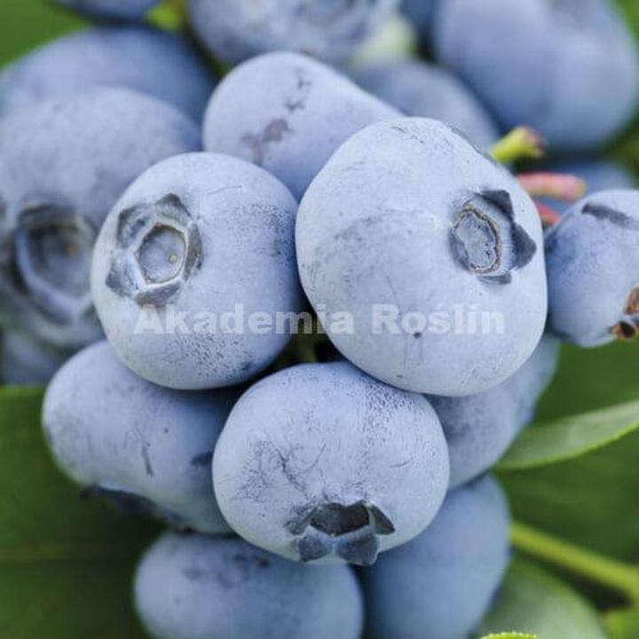 Zgłębiaj zdrowotne właściwości borówki: jakie witaminy kryje w sobie ten owoc?