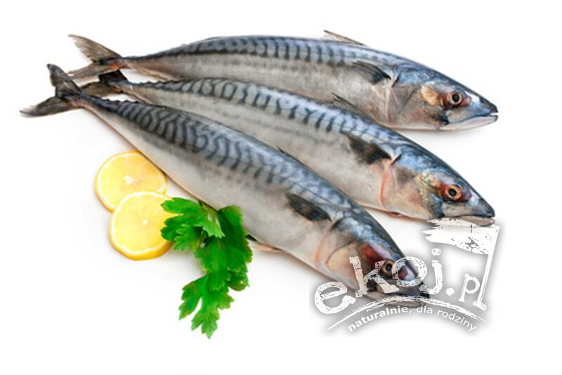 Porównanie makreli z innymi rybami