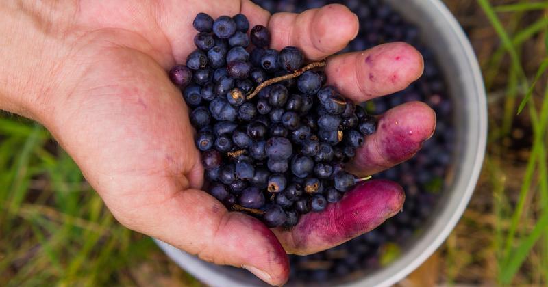 Przepisy i porady z jagodami