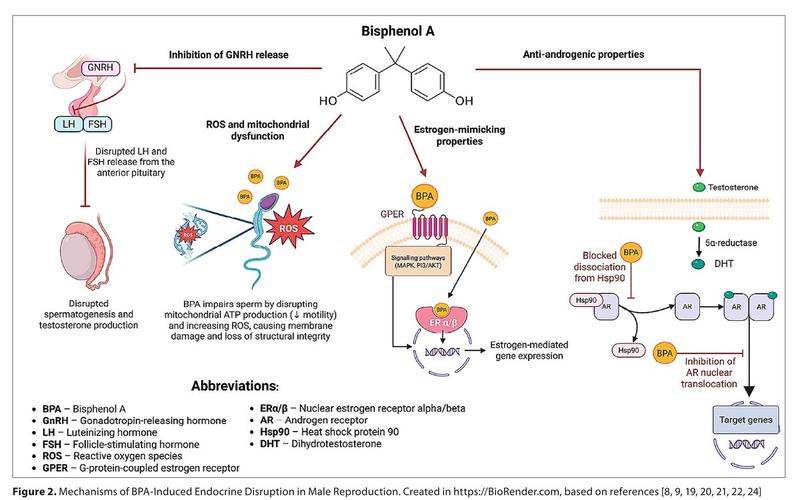 Styl życia a płodność mężczyzn