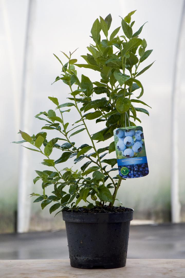 Wartości odżywcze borówek