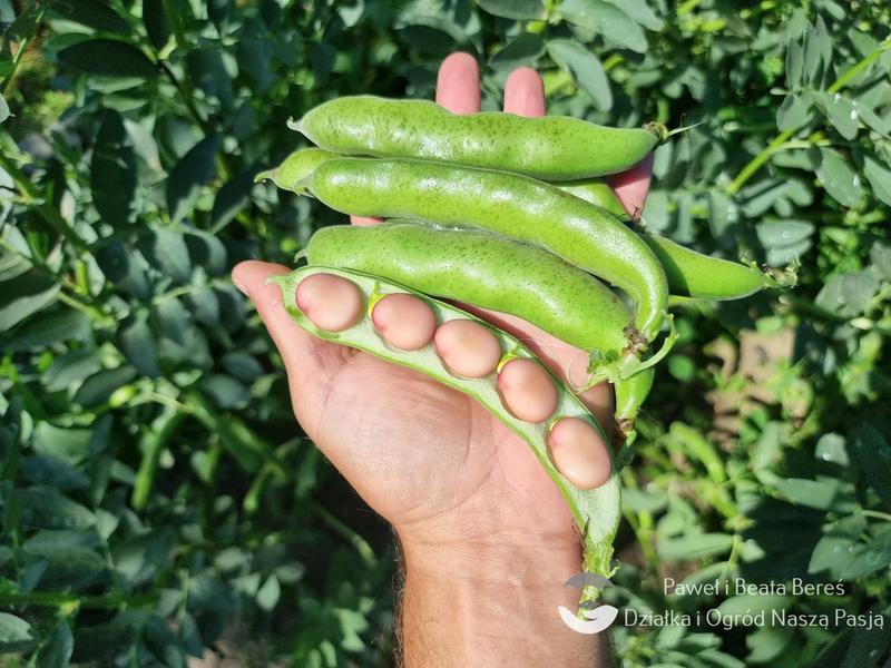Ile białka kryje się w 100 gramach bobu? Sprawdź!